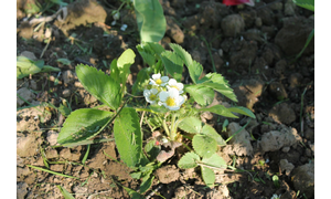 Клубника
